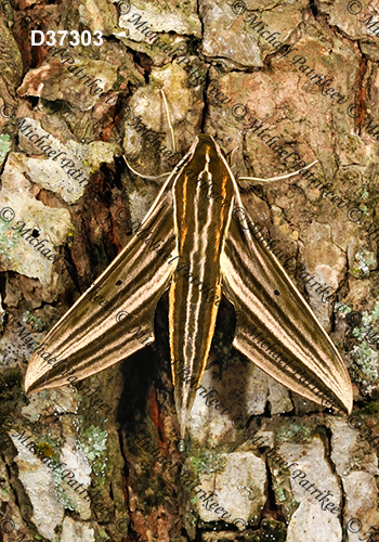 Titan Sphinx (Xylophanes titana)